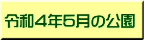 令和４年５月の公園