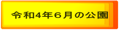 令和４年６月の公園