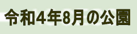 令和４年８月の公園