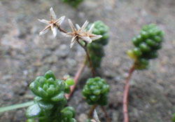 オカタイトゴメの花の後　へ