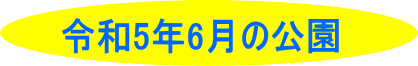 令和５年６月の公園