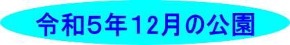 令和５年１2月の公園