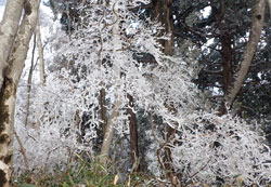 霧氷　へ