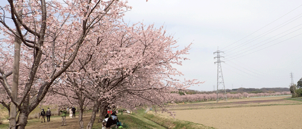 北浅羽桜堤　へ