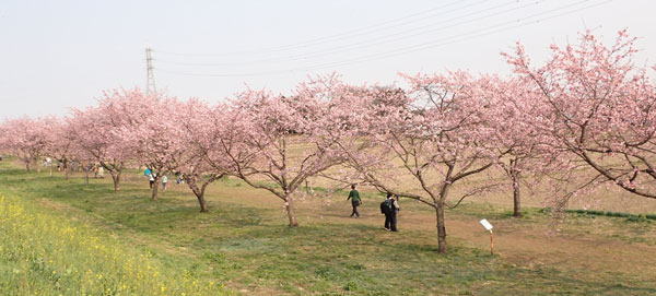 浅羽桜堤　へ