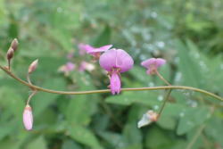 アレチヌスビトハギ へ