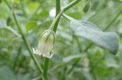 ハコベホオズキ へ