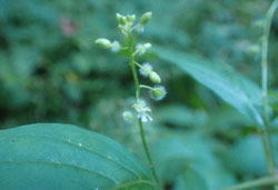 ミズタマソウ へ