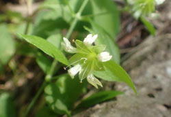 ナンバンハコベ へ