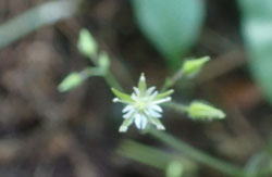 オオヤマハコベ へ