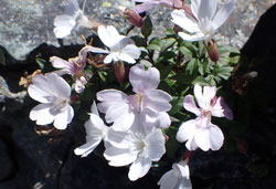 タカネビランジ　へ