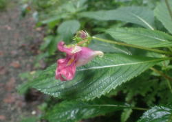 ツリフネソウ へ