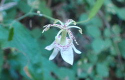 ヤマホトトギス へ