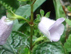 グロキシニア へ