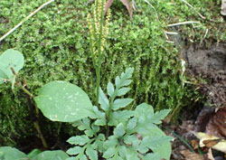 フユノハナワラビ　へ