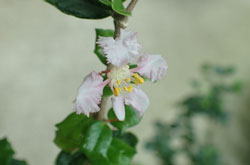 ヒイラギトラノオ へ