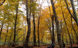 鹿俣山の黄葉 へ
