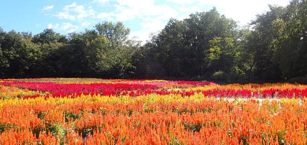 羽毛ケイトウ　へ