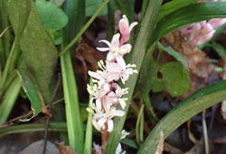 キチジョウソウ へ