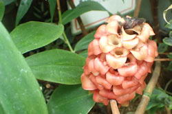 クスダマジンジャー へ