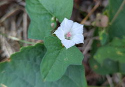 マメアサガオ へ