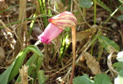 ナンバンギセル　へ