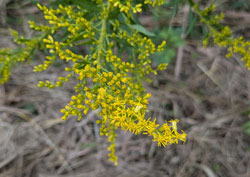 セイタカアワダチソウ へ