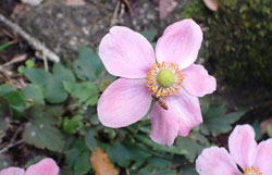 シュウメイギク へ