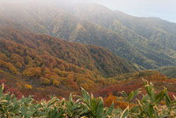 白神岳の黄葉 へ