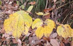 ダンコウバイ へ