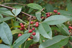 フユザンショウ へ