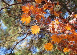 ハウチワカエデ へ