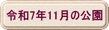 令和7年11月の公園