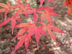 イロハモミジ へ