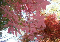 メグスリノキ へ