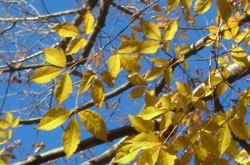 ミツデカエデ へ