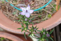 ムラサキセンブリ へ