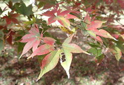 オオモミジ　へ