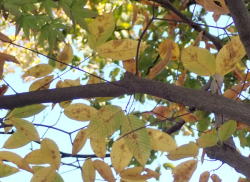 チドリノキ　へ