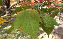 ウリハダカエデ へ