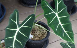 アローカシア　へ