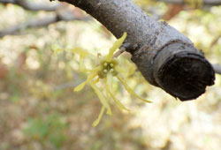 アメリカマンサク　へ