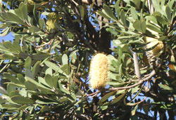 バンクシャー　へ