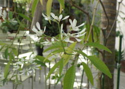 ユーフォルビア　へ