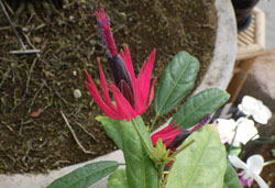 パヴォニア　インテルメディア’ケルメシナ’　へ