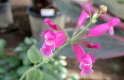 サルビア　インボルクラタ　へ