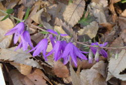 ハタザオキキョウ　へ