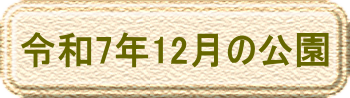 令和7年12月の公園