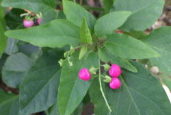 ジュズサンゴ　へ