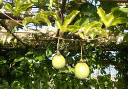 クダモノトケイソウ　へ